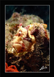 clown frogfish in Kapalai house reef - BORNEO by Adriano Trapani 